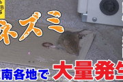 【北海道】道南でネズミ異常発生、駆除グッズ爆売れ