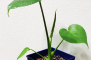 【衝撃画像】3年前にダイソーで買った「草」がこちらｗｗｗｗｗｗｗｗｗ