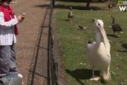 【トラウマ】ペリカンさん、子供の前でハトをゆっくり食す　海外の反応