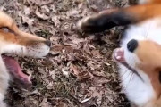 【動画】キツネの笑い声が可愛い