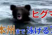 ヒグマは津軽海峡を泳いで渡れるのか？ 過去には離島まで20キロ近く泳ぎ切った例も