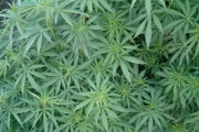 海外「日本で大麻が解禁されることは絶対にないよ！」大麻取締法の法改正閣議決定