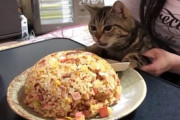 【ねこGIF】飛び降りるには高すぎる建物からジャンプする猫さん…思わず手に汗握りますねwww