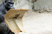 【朗報】ゴリラ、新聞を理解？高い知性獲得かwwwwww