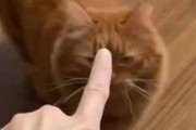 うちのネコに人差し指を近づける。匂いを嗅いできた。するとどうなるの？ → こうなった…