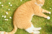 【ねこ画像】巨大猫に食べられる猫さん…何見てるにゃ！と言いたげなお顔ですwww