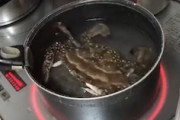 ワタリガニは生きたまま茹でると自切する。一瞬でバラバラになる動画がこちら。