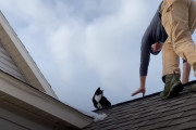 どうやって上ったの？屋根から降りてこないガンコな猫ちゃんの救出大作戦