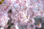 【画像】いい天気だから桜の花撮ったった