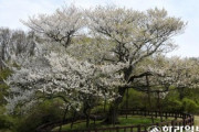 【風物詩】韓国研究機関「済州王桜とソメイヨシノは別種」→批判受け山林庁が再議論へ…母系が同じ、済州から日本に移った可能性