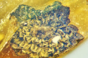 【考古学】コハクに閉じ込められた1億年前の「新種の古代花」ミャンマーで発見される