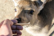 【訃報】観光客達から人気があった『シカ』、ガチで逝く・・・・・