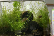 【朗報】ワイのエビ水槽にフグが導入される（※画像あり）
