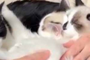 ３匹の猫がパパの膝で寝ていた。そこにもう１匹やってくる。ギュウギュウで入れないよぉ → すると…