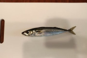 さば  見て   さば（※画像あり）
