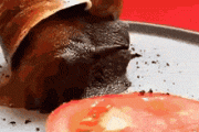 カタツムリがトマト食ってるgif見つけたぞｗｗｗｗｗｗｗｗ