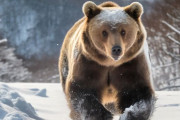 【悲報】 北海道のヒグマ、まだ冬眠していない