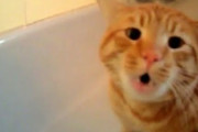【再掲】【動画】 ねこをお風呂に入れようとすると喋った！？