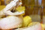 【衝撃】「ハブの毒」、アルツハイマー病の原因物質を分解することが判明