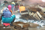 【悲報】韓国の漁港、とんでもない方法で魚を仕分けてしまうWWW