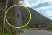 【動画】奈良県で落石防護網を登るツキノワグマが目撃される。