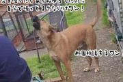 人間のダブルスタンダードに断固抗議する犬、「穴掘っちゃダメっていったのあんたやろ」