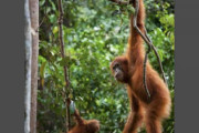 絶滅危惧のゴリラやオランウータンなど、コロナ感染リスク「非常に高い」と警鐘
