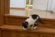 子ネコが階段を降りてきた。床では犬がくつろいでいる。…えいっ♪ → 子猫、わんぱくです…