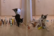 2匹を阻む化粧品バリケード！犬と猫それぞれの通り抜け方は？