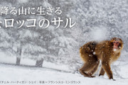 【画像】雪と氷の世界でたくましく生きる動物たち