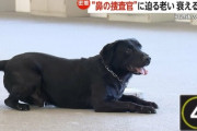 【画像】リタイアした警察犬、力が抜けてしまうｗｗｗｗ