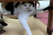 【ねこ画像】猫用ハンモックがお気に入りになった三毛の保護猫さん…このまま定位置になりそうですねwww