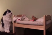 自分で「ミニチュアベッド」に入ってくネコがカワイイ！ 海外の反応