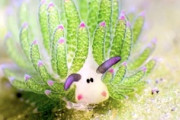 【動画】動物なのに光合成ができる珍しい生き物「テングモウミウシ」