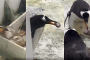 海外「こいつ天才だろ！」メスペンギンの石をこっそり盗んで、そのままプレゼントする漢ペンギン現る（海外の反応）