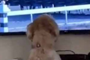 うちの犬がテレビの競馬中継を見ていた。各馬ゲートインから一斉にスタート！ → 犬はこうなる…