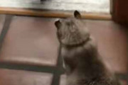 【ネコ】 犬が「のれん」をくぐって家に入ってきた。猫はどうするの？ → 外に出るときはこうします…