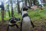 森の中にペンギン？！森林浴を楽しむ2匹のマゼランペンギンの姿にほっこり癒されます