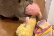 【動画】ビーバーをペットとして飼うと家の中にダムを作られてしまうらしい。