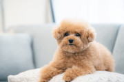兄が帰省した。 うちの犬は兄が大好きだったのだが、いざ会っても 「あらおかえり」 くらいの態度。
