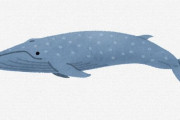 【ナゾロジー】ヒゲクジラは1600キロ先の仲間にも届く「発声システム」を進化させていた！(Nature)