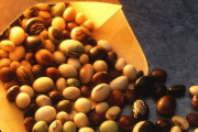 「大豆の起源は韓国」と国立研究施設が主張