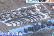 大阪湾の迷いクジラ、2年ぶりに死骸を掘り起こし　骨格標本に「学術的に意義深い」