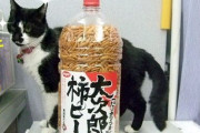 ビールのつまみの柿の種と猫　・・・柿の種でかくね？