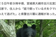 【悲報】クマサン、また外飼いの犬を襲う！犬小屋ごと引きずり逃亡