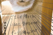 ねこの反省シリーズ
