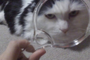 【ねこ画像】虫眼鏡で覗き込むと・・・、〇T ほか【再】