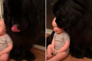 超大型犬ニューファンドランドに気儘に寄り添う赤ちゃんにほっこり