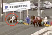 【悲報】「ばんえい競馬」出走馬の顔蹴った疑いで騎手ら5人を書類送検　動物愛護法違反