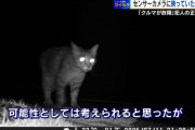 広島県　愛車のエンジンがかからない！住宅街で相次ぐ不可解な現象　センサーカメラが捉えた小動物の正体は　7/22